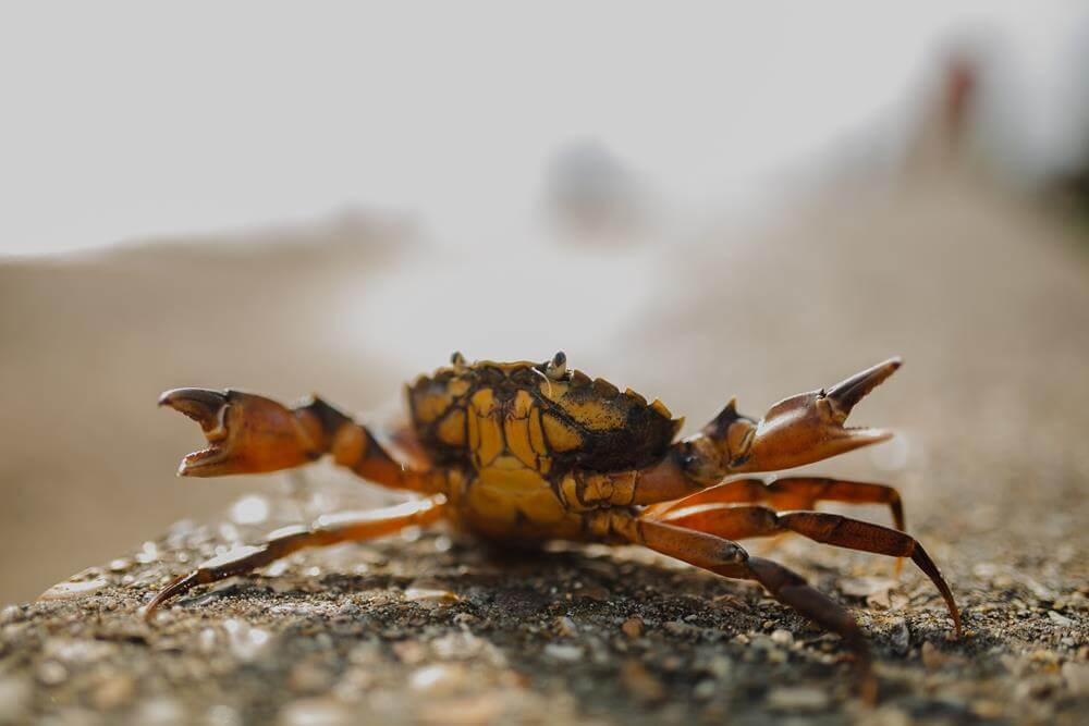 crab-mentality-among-filipinos-diskorner