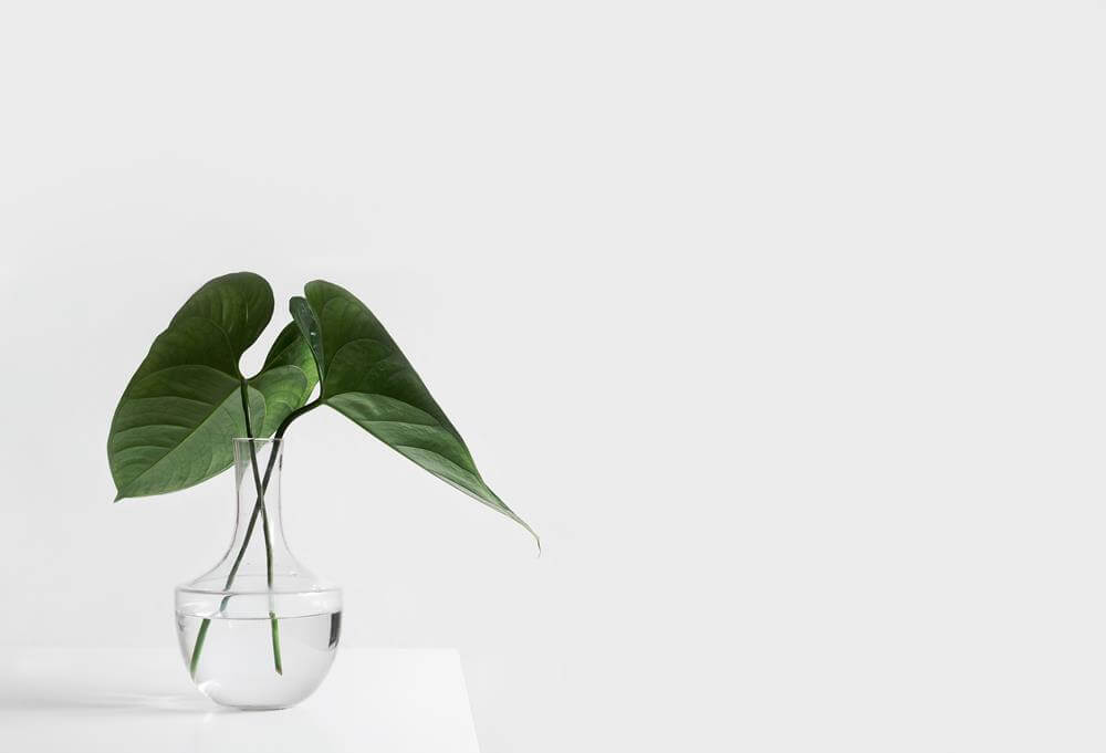 How Plants Can Make You Happier and More Productive